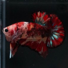 画像5: HMPK　キャンディ (5)