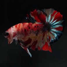 画像1: HMPK　キャンディ (1)