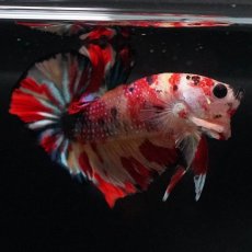 画像11: HMPK　キャンディ (11)