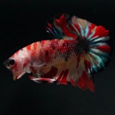 画像10: HMPK　キャンディ (10)