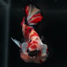 画像9: HMPK　キャンディ (9)