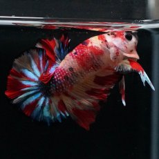 画像8: HMPK　キャンディ (8)