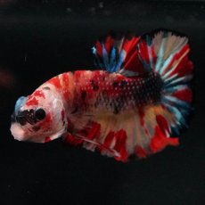 画像7: HMPK　キャンディ (7)