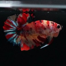 画像4: HMPK　キャンディ (4)