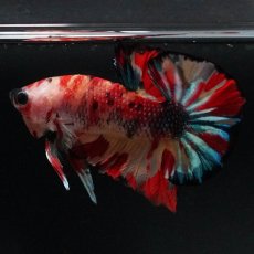 画像2: HMPK　キャンディ (2)