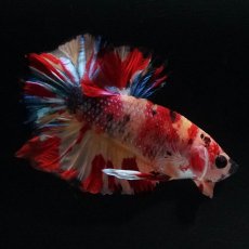 画像6: HMPK　キャンディ (6)