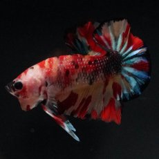 画像5: HMPK　キャンディ (5)