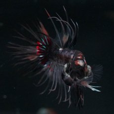 画像3: CT　ブラックキャンディ　変わり柄 (3)