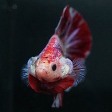 画像3: GHMPK　レッドギャラクシー (3)