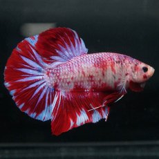 画像9: GHMPK　レッドギャラクシー (9)