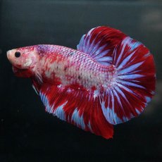 画像7: GHMPK　レッドギャラクシー (7)