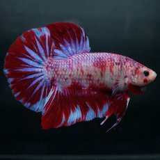 画像8: GHMPK　レッドギャラクシー (8)