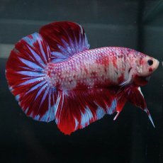 画像4: GHMPK　レッドギャラクシー (4)