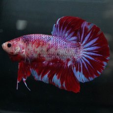 画像2: GHMPK　レッドギャラクシー (2)