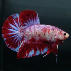 画像6: GHMPK　レッドギャラクシー (6)