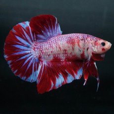 画像1: GHMPK　レッドギャラクシー (1)