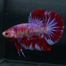 画像5: GHMPK　レッドギャラクシー (5)