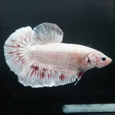 画像9: GHMPK　ホワイトカッパー (9)