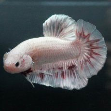 画像8: GHMPK　ホワイトカッパー (8)