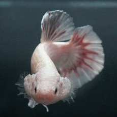 画像3: GHMPK　ホワイトカッパー (3)