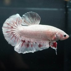 画像6: GHMPK　ホワイトカッパー (6)