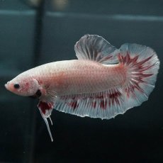 画像7: GHMPK　ホワイトカッパー (7)