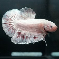 画像4: GHMPK　ホワイトカッパー (4)