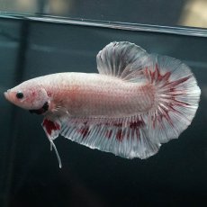 画像5: GHMPK　ホワイトカッパー (5)