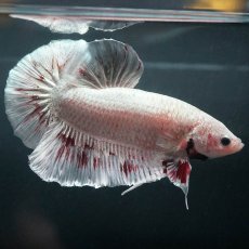 画像1: GHMPK　ホワイトカッパー (1)