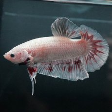 画像2: GHMPK　ホワイトカッパー (2)