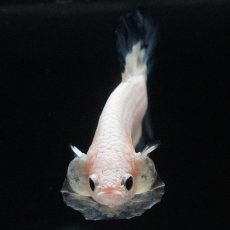 画像6: HMPK　ブルーリム (6)