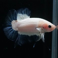 画像12: HMPK　ブルーリム (12)