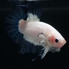 画像11: HMPK　ブルーリム (11)