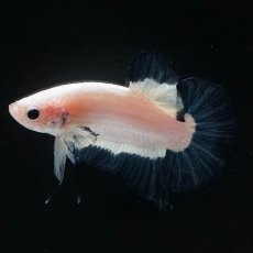 画像8: HMPK　ブルーリム (8)