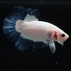 画像1: HMPK　ブルーリム (1)