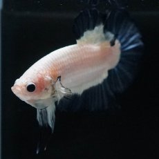 画像10: HMPK　ブルーリム (10)