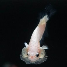 画像3: HMPK　ブルーリム (3)