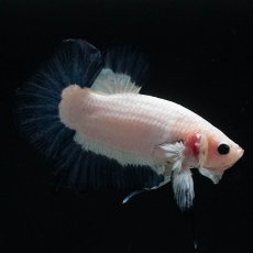 画像4: HMPK　ブルーリム (4)