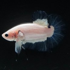 画像2: HMPK　ブルーリム (2)