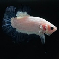 画像7: HMPK　ブルーリム (7)