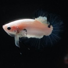 画像5: HMPK　ブルーリム (5)