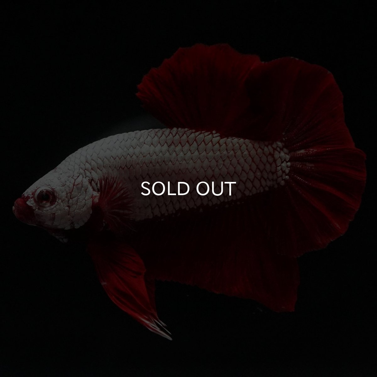 画像7: HMPK　プラチナレッドドラゴン (7)