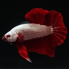 画像7: HMPK　プラチナレッドドラゴン (7)