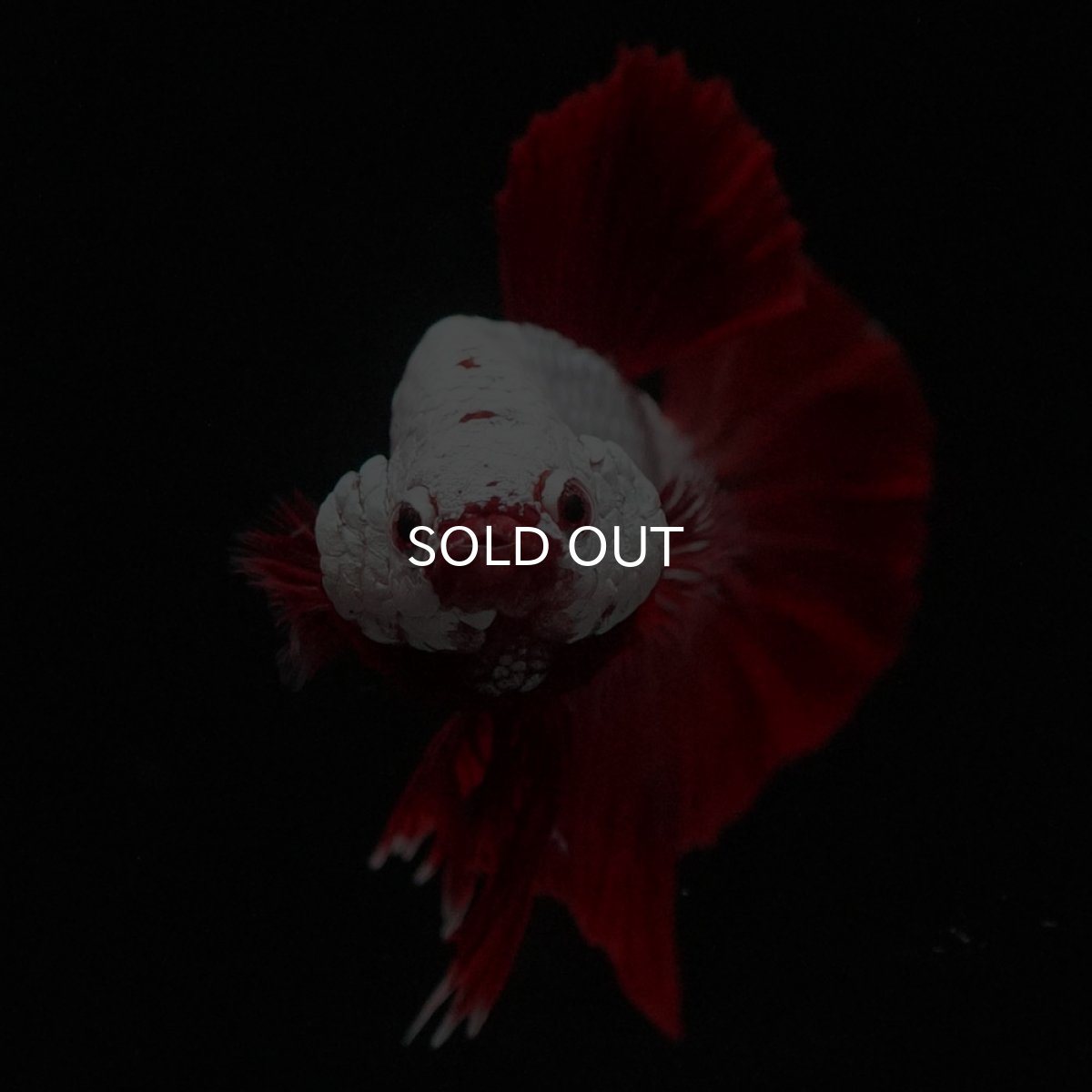 画像9: HMPK　プラチナレッドドラゴン (9)