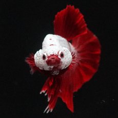 画像9: HMPK　プラチナレッドドラゴン (9)