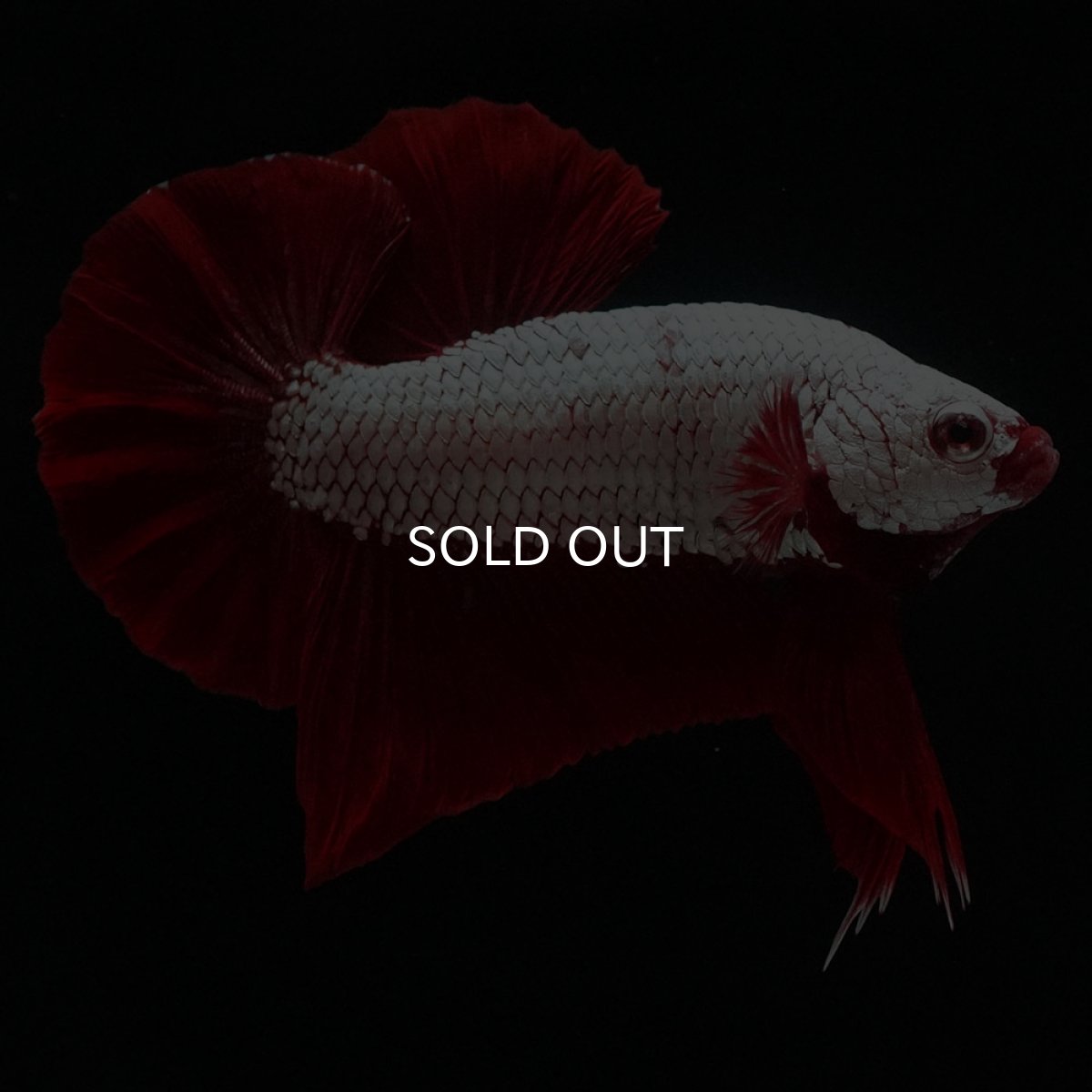 画像8: HMPK　プラチナレッドドラゴン (8)