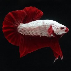 画像8: HMPK　プラチナレッドドラゴン (8)