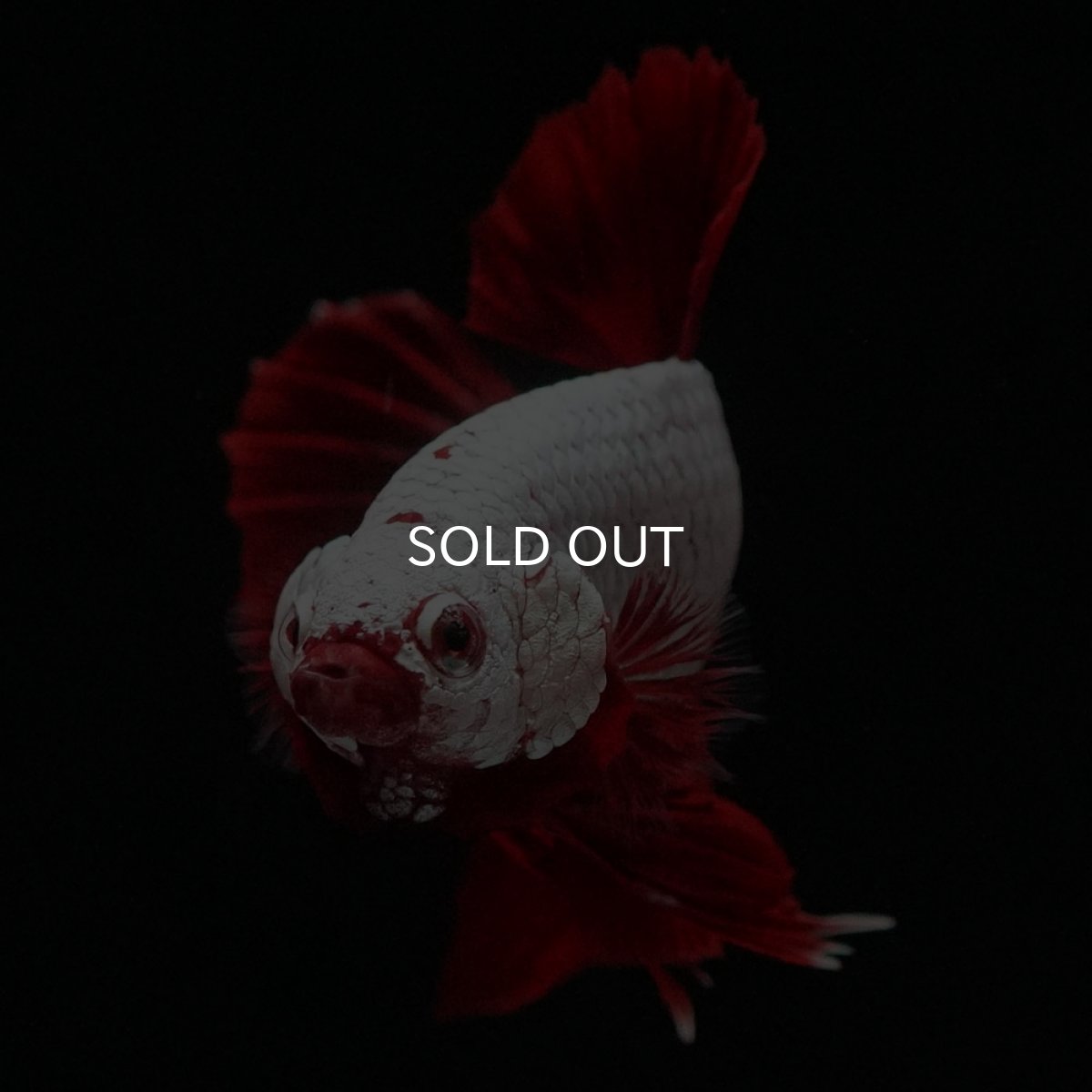 画像3: HMPK　プラチナレッドドラゴン (3)