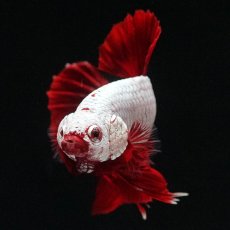 画像3: HMPK　プラチナレッドドラゴン (3)