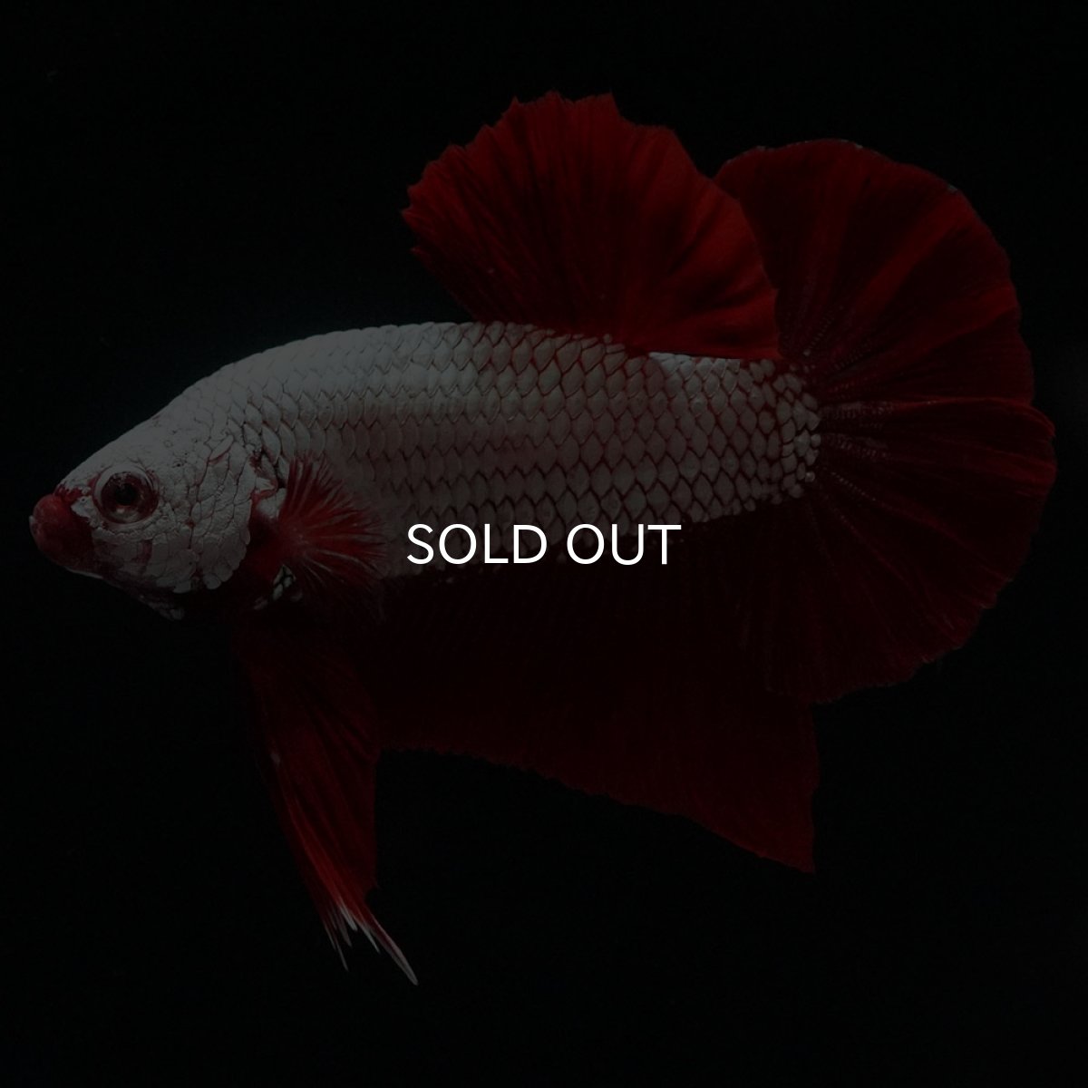 画像2: HMPK　プラチナレッドドラゴン (2)